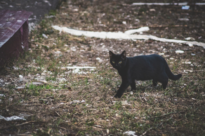 Schwarze Katze