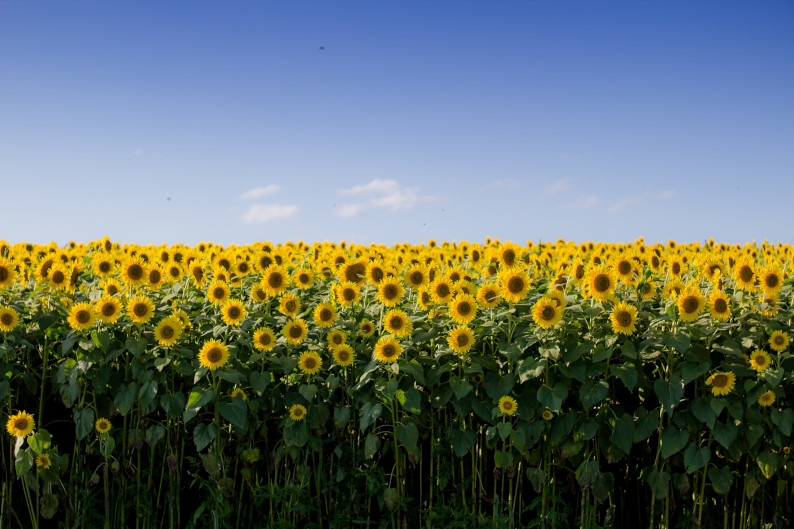 Sonnenblumen