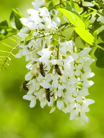 Bienenfreundliche Pflanzen