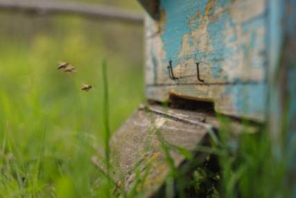 Bienenkasten