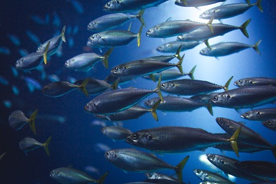 School of fish