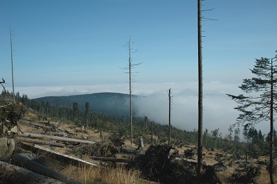 Waldsterben