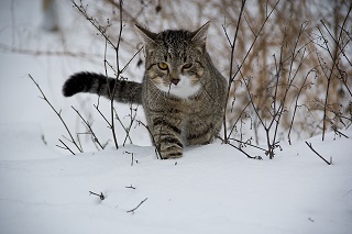 Katze im Schnee