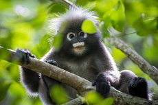 Affe