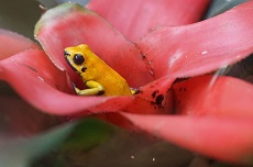 Frosch