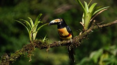 Vogel