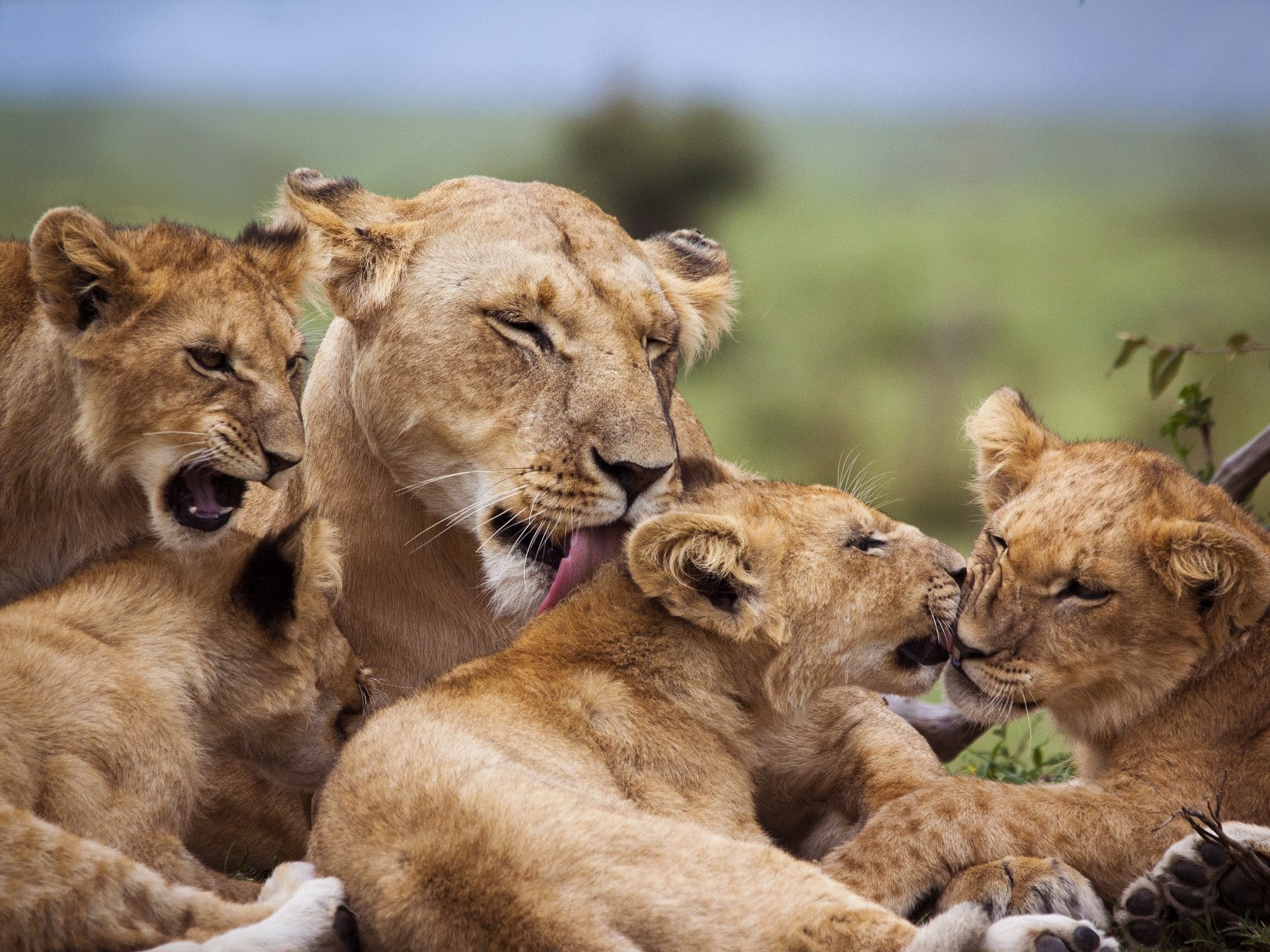 iStock-532181202-WLDavies-löwenfamilie