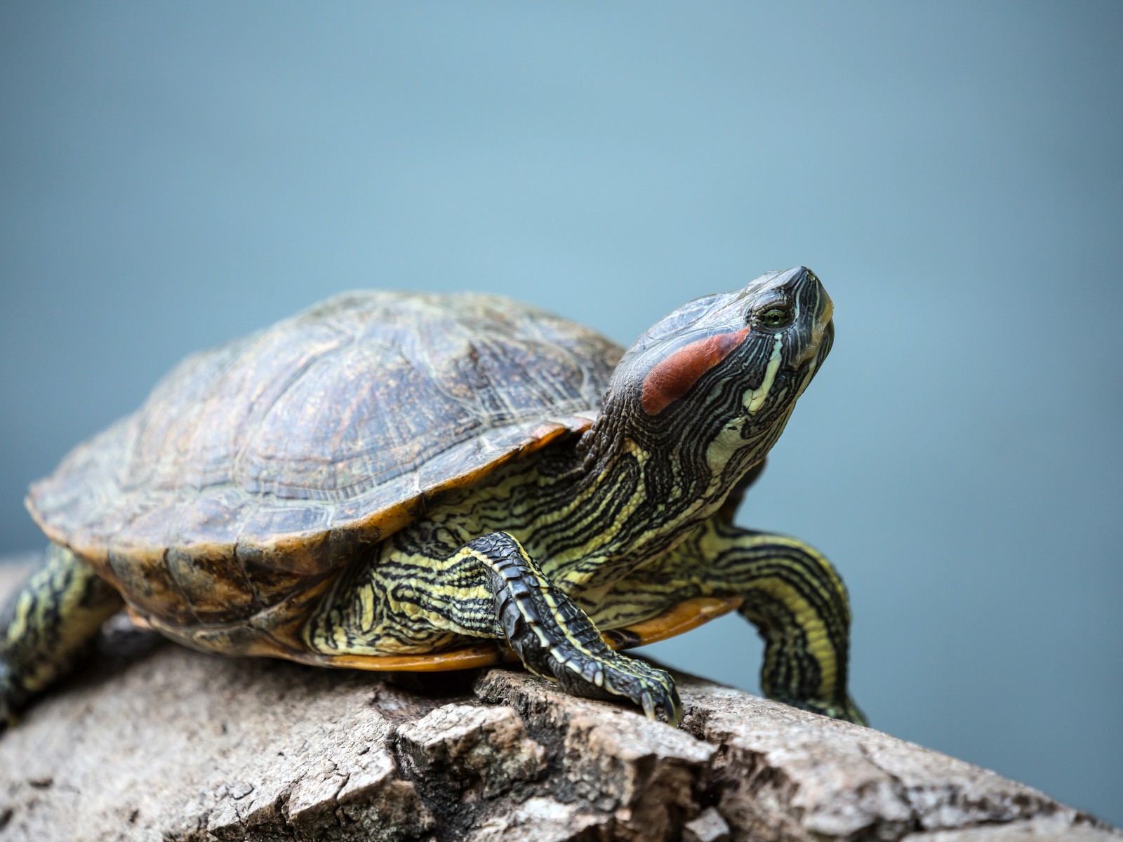 iStock-533836802-Schildkroete-holwichaikawee