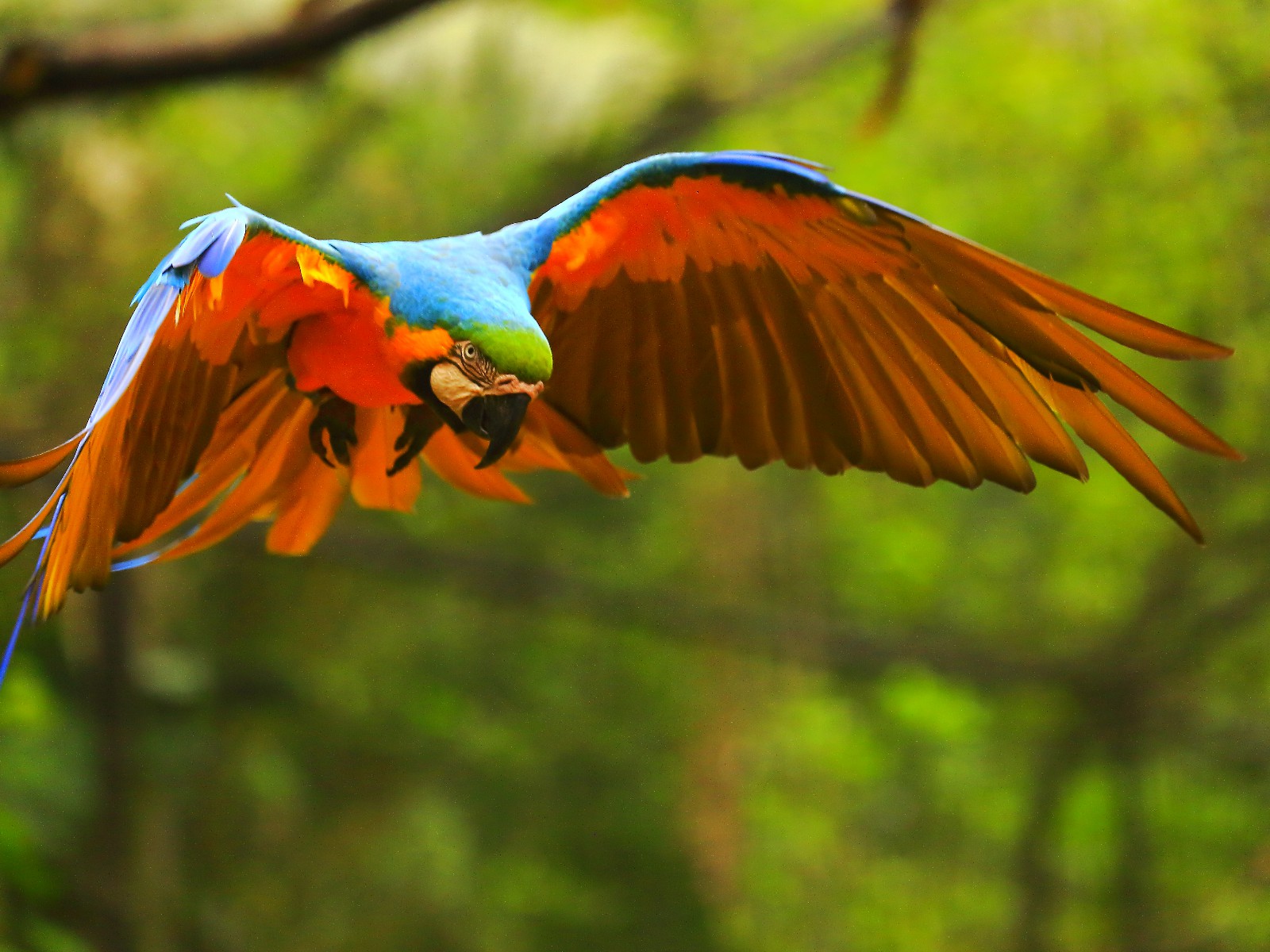 iStock-536491760-macaw-vogel-agustavop