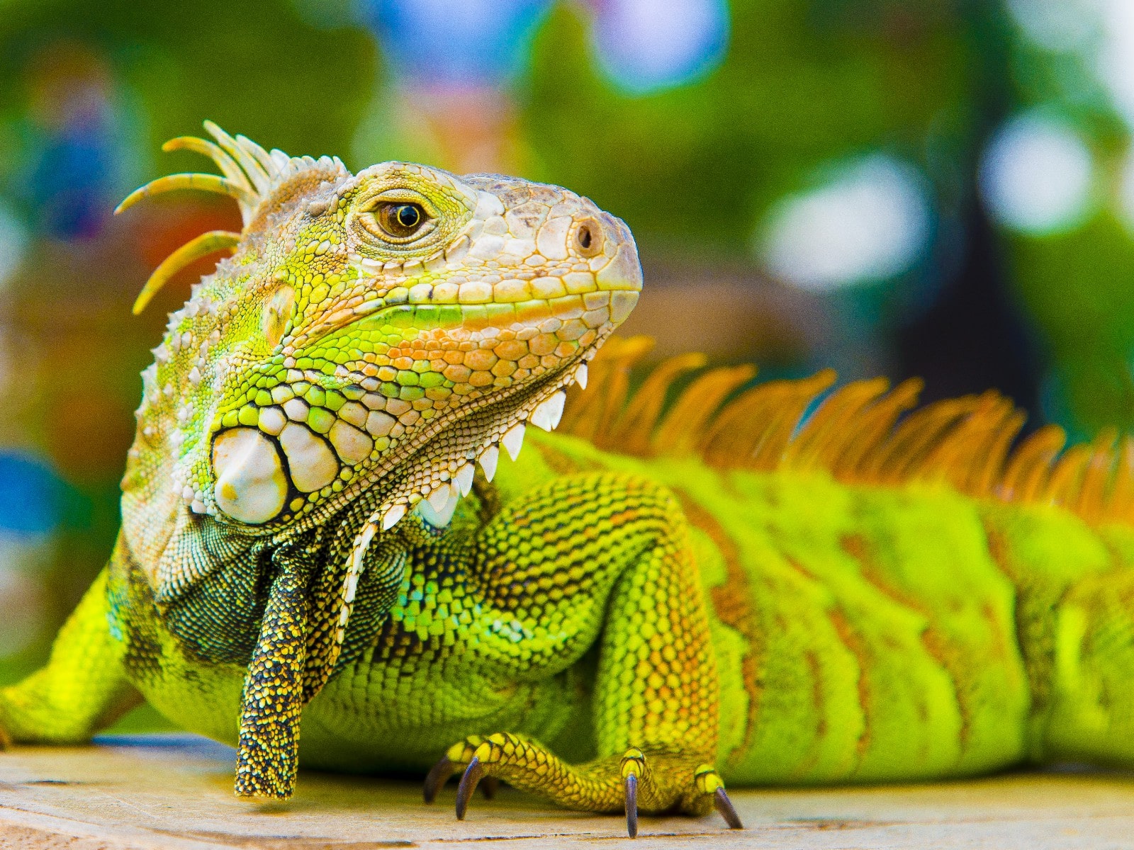 iStock-825270518-chamaeleon-tobiasjo